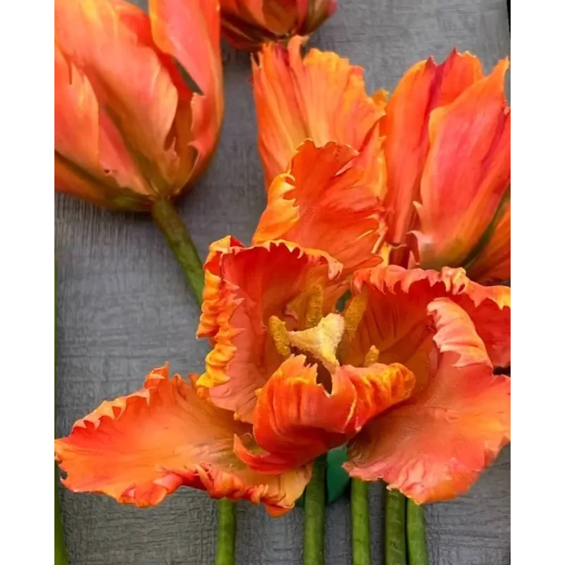 Тюльпан попугай из сахарной мастики. Май 2021 (elenawilkinson)