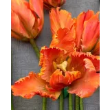 Тюльпан попугай из сахарной мастики. Май 2021 (elenawilkinson)