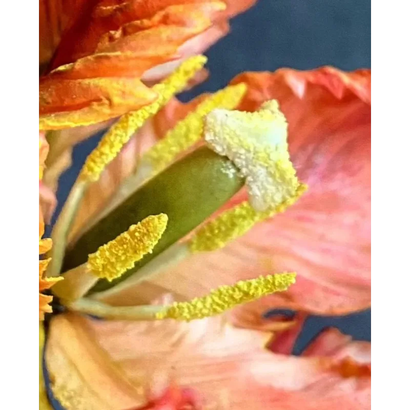 Тюльпан попугай из сахарной мастики. Май 2021 (elenawilkinson)