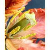 Тюльпан попугай из сахарной мастики. Май 2021 (elenawilkinson)